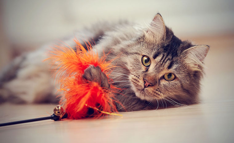 Top 10 Places to Take Your Pet on the West Coast