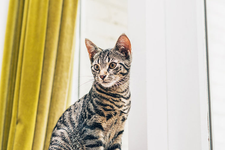 Top 10 Dog Friendly National Parks