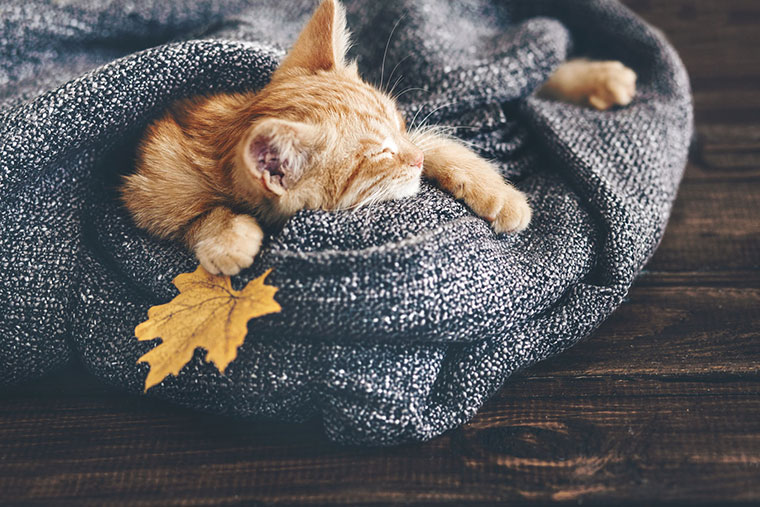 Preparing Your Pet For Fall