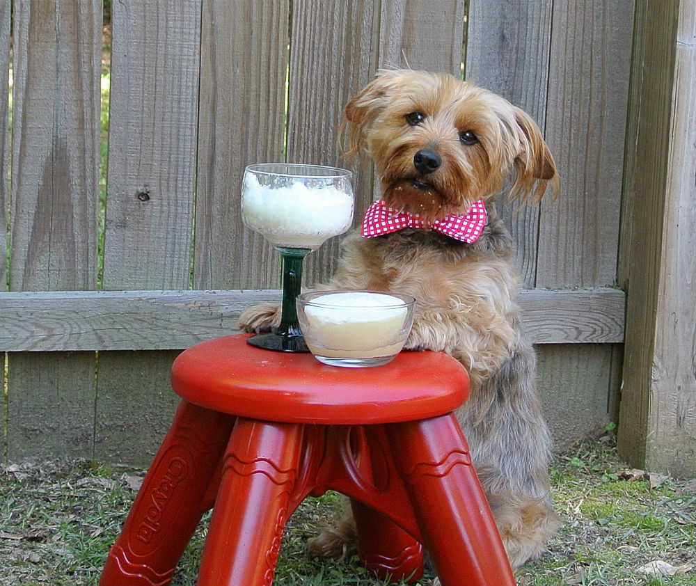 Barkaritas, a Margarita Recipe for Dogs