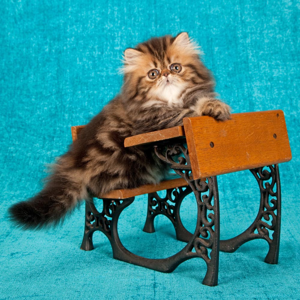 Kitten at a desk