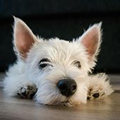 link to clean home with pets