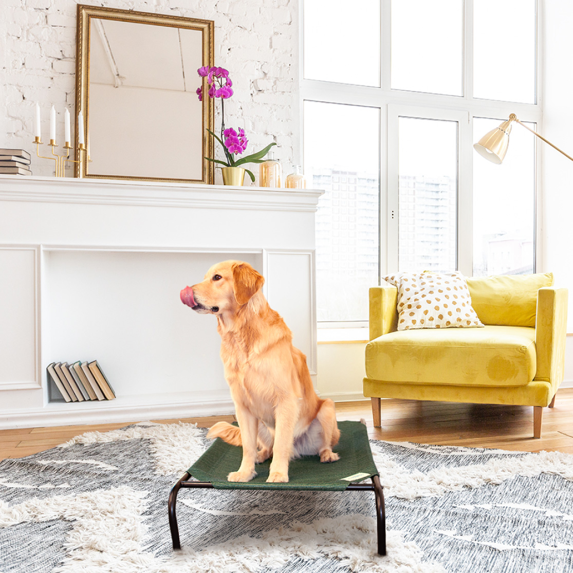 golden retreiver on Coolaroo inside