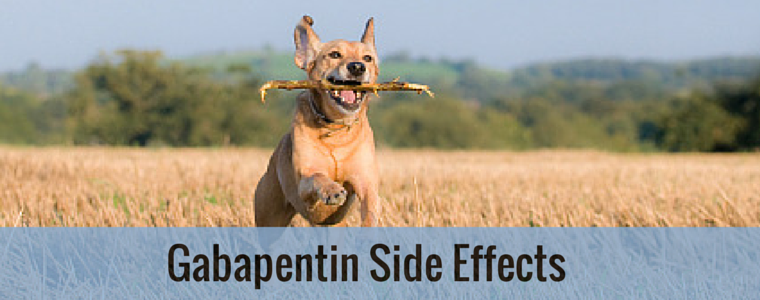 Gabapentin Side Effects