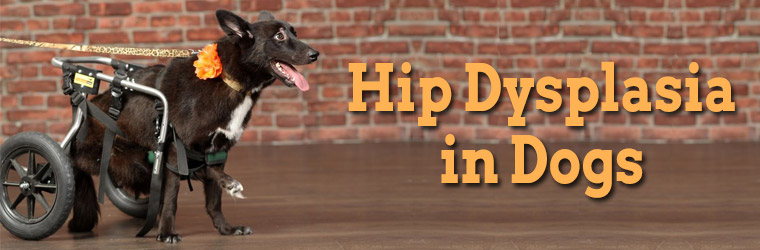 Hip Dysplasia in Dogs