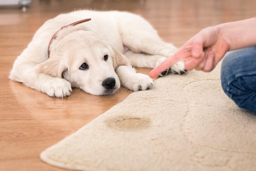 puppy laying down and hand pointing at puppy's urine