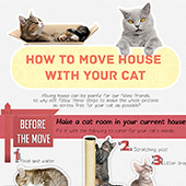 How To Move Houses With Your Cat