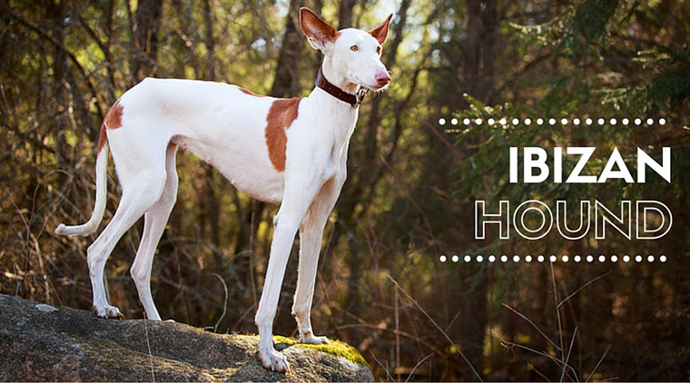 The Ibizan Hound