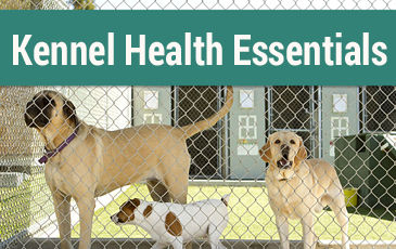 Kennel Health Essentials Article