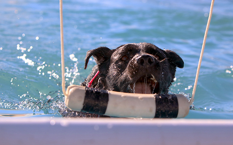 Lilly the Dock Diving Lab