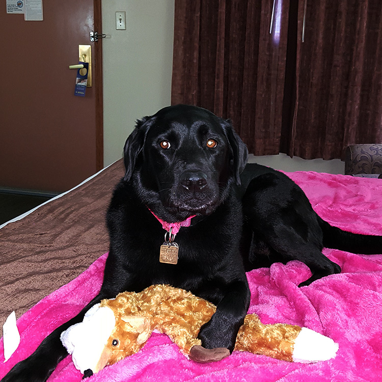 Lilly the Dock Diving Lab