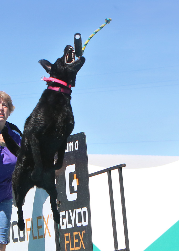 Lilly the Dock Diving Lab
