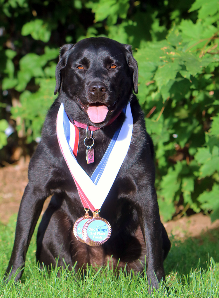 Lilly the Dock Diving Lab