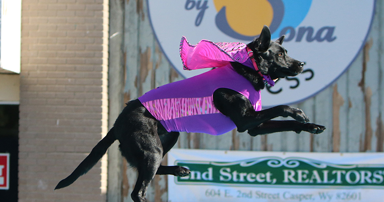 Top 10 Places to Take Your Pet on the West Coast