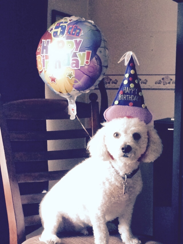 Pet of the Week