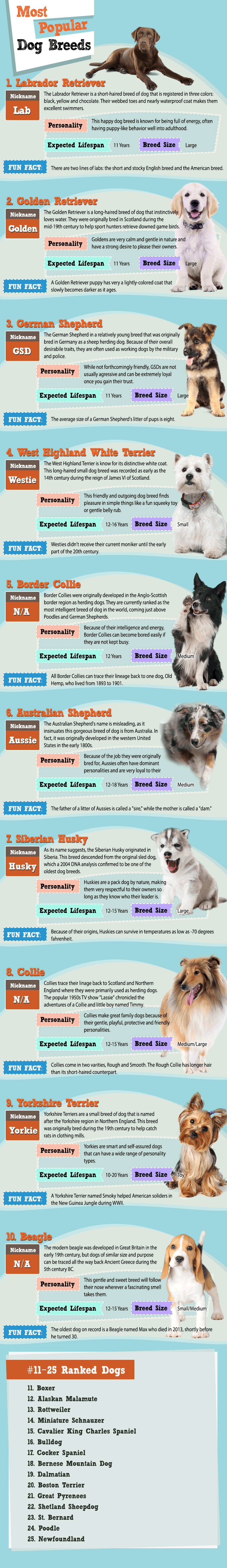 The top 10 most popular dog breeds of 2015 based on more than 17,500 votes