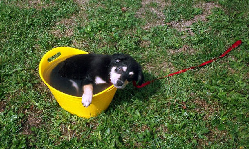 Pet of the Week