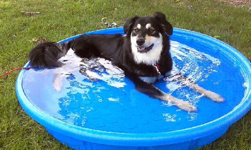 Pet of the Week