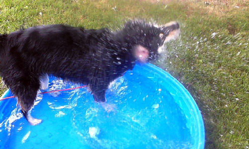 Pet of the Week