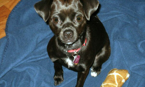 Pet of the Week