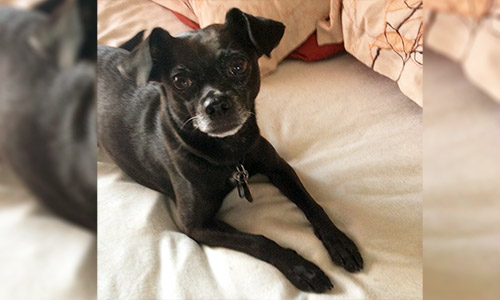 Pet of the Week