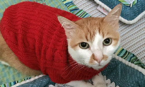 Pet of the Week