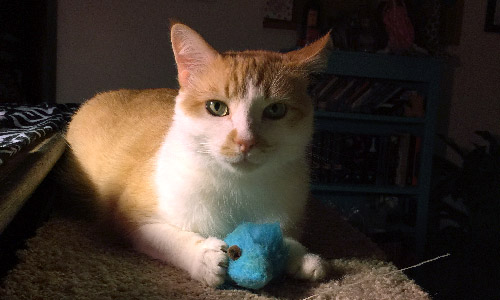 Pet of the Week