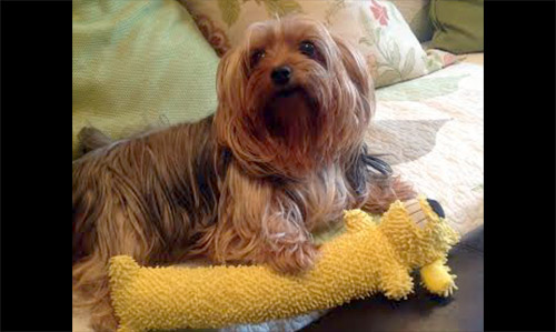 Pet of the Week