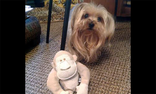 Pet of the Week