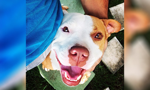 Pet of the Week