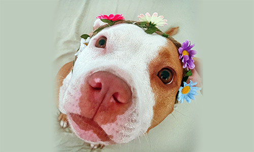 Pet of the Week