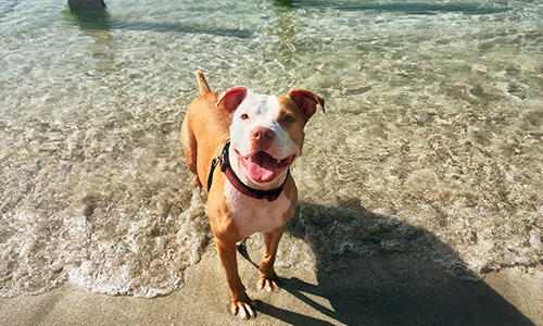 Pet of the Week