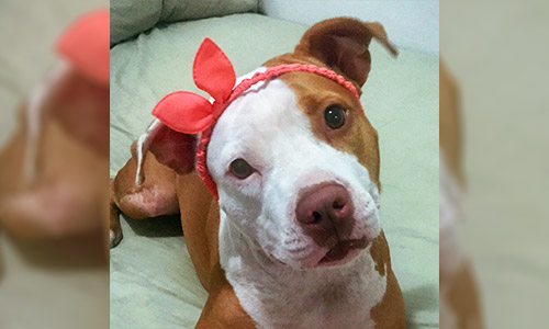 Pet of the Week