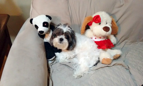 Pet of the Week