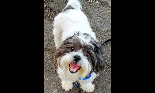Pet of the Week