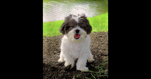 Pet of the Week