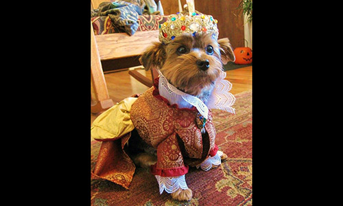 Pet of the Week
