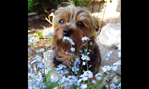 Pet of the Week