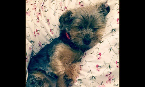 Pet of the Week