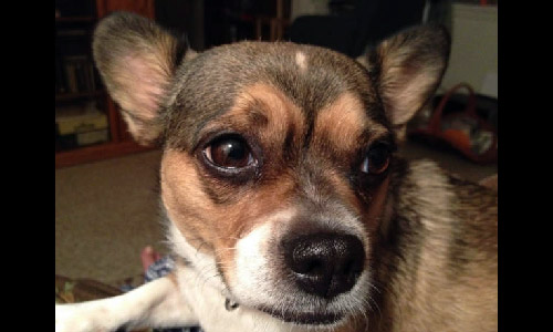 Pet of the Week