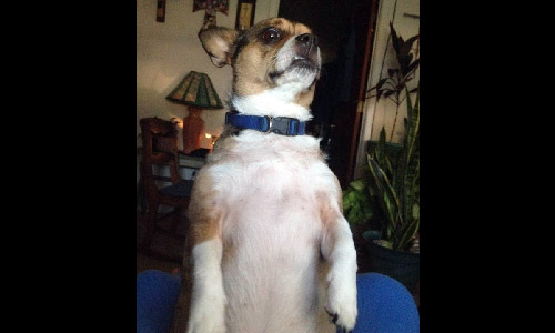 Pet of the Week