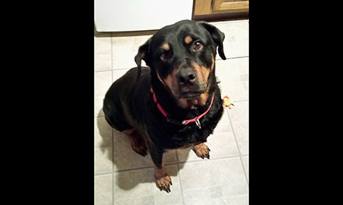 Pet of the Week