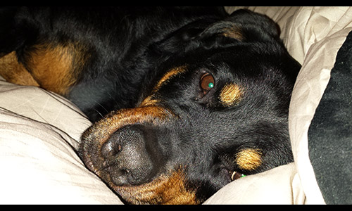 Pet of the Week