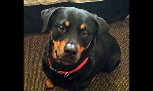 Pet of the Week