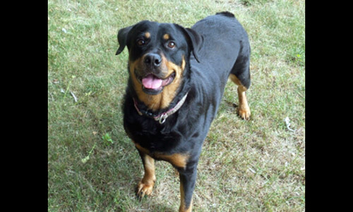 Pet of the Week