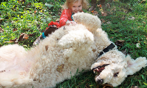 Pet of the Week
