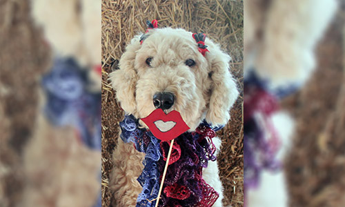 Pet of the Week