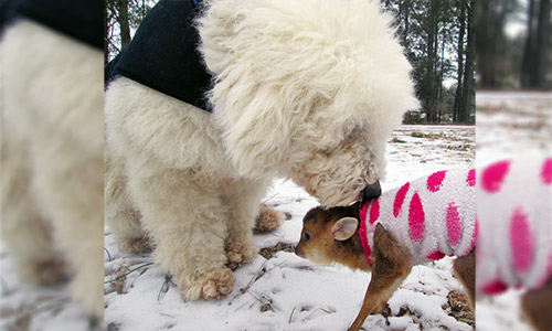 Pet of the Week