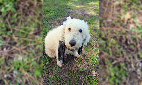 Pet of the Week