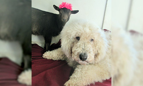 Pet of the Week